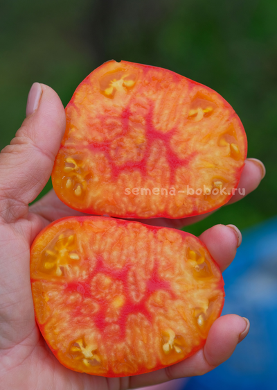 Томат Marcy’s Mystery (Тайна Марси), 10 шт