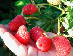 малина крупноягодная "Абориген"