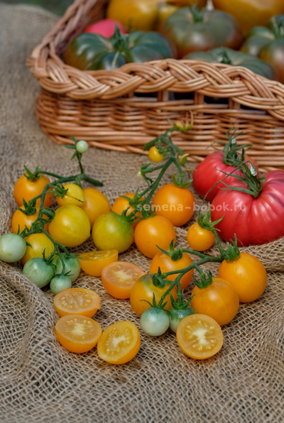 Томат Micro dwarf Bunny Hop (Банни Хоп), 10 шт