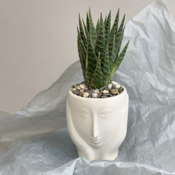 алоэ тики тахи