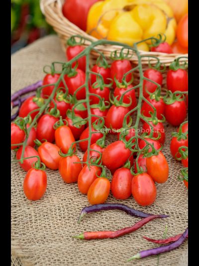 Томат Сызранские Дамские Пальчики, 10 шт.