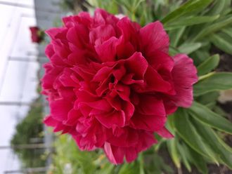 Пион "Рубра плена (Rubra Plena)"