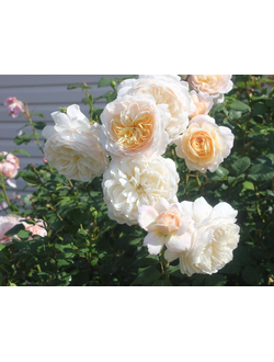 Крокус Роуз (Crocus Rose) роза р9