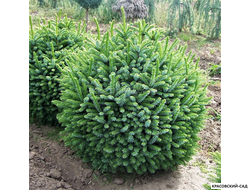 Ель Нана - Nana