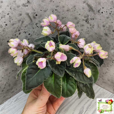 ЛЕ-Ландыши (Е. Лебецкая) 2020 г. (пестролистный лонг)