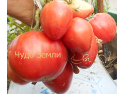 Томат Чудо Земли (украинское)