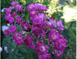 Сибелиус (Sibelius)