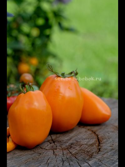 Томат Минусинские Стаканы Оранжевые, 10 шт