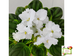 OS-Джунгарик (С.Осипова) (сортовой стартер)