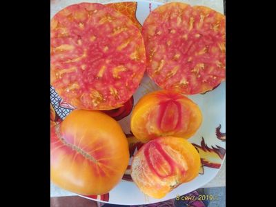 Томат Олд флейм (Old Flame, Старое пламя)