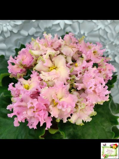 АВ-Златые Горы (Фиалковод) 2021 г.