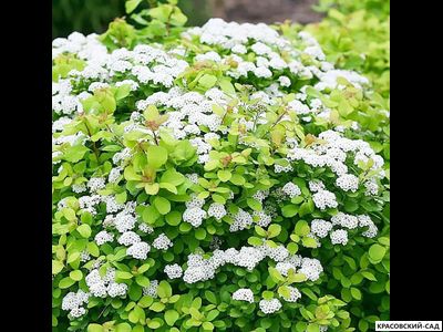 Спирея березолистная Пинк Спарклер в питомнике красовский-сад.рф