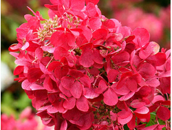 ДАЙМОНД РУЖ В ГОРШКЕ 2 ЛИТРА