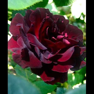 Эпоха Мондадори (Epoca Mondadori)