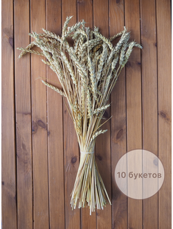 ПШЕНИЦА МОНЕ (триктикум) 10ШТ