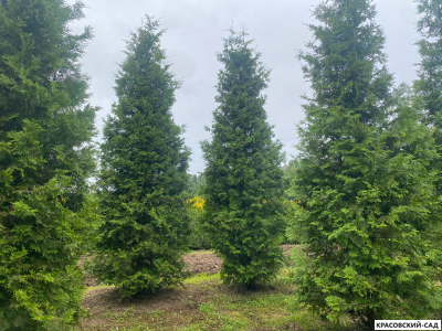 Туя Брабант 5 метров