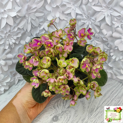 ЛЕ-Ярита (Е.Лебецкая) 2016 г.