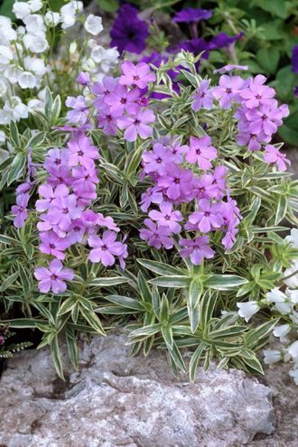 Флокс приятный Вариегата,  Р9