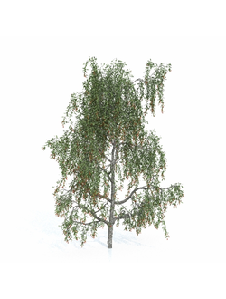 плодовые Дереза 11