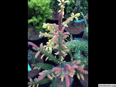 Ель сербская Ротер Аустреб