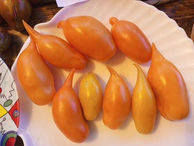 Томат Буратино золотой