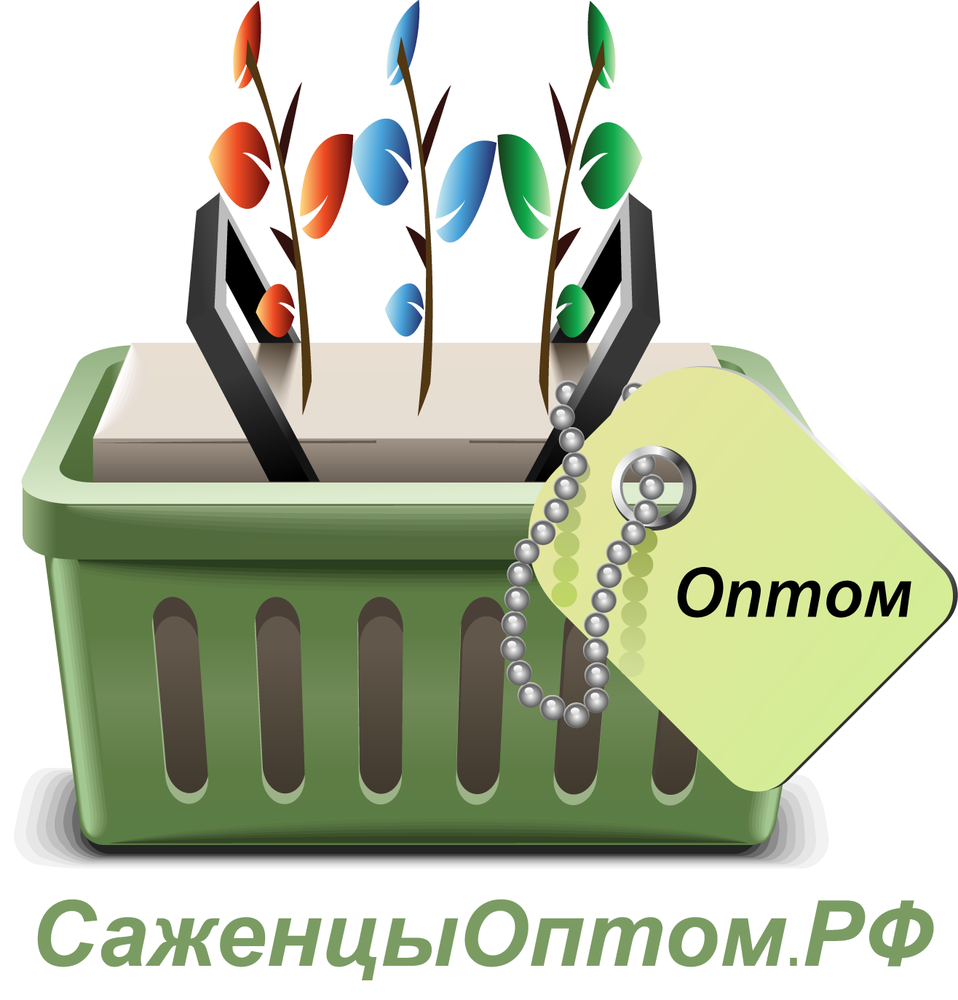 Саженцы Оптом РФ