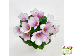 ЛЕ-Колибри (Е. Лебецкая) (3 листа посажены в 1 стак. 20.10.25)