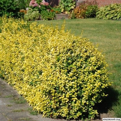 Бересклет Конадейл Голд - Canadale Gold