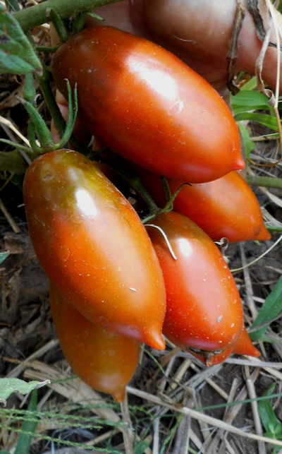 Томат Сосулька черная