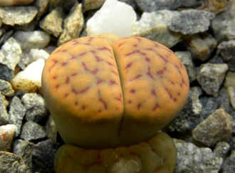 Lithops schwantesii 'triebneri' - 10 семян