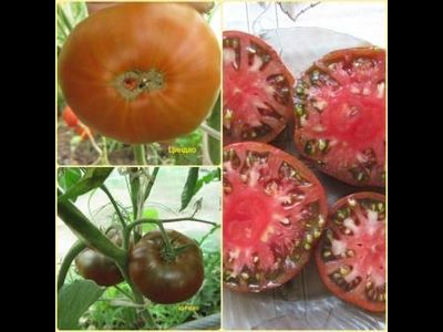 Томат Циндао