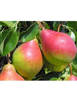 Груша  Краснобокая (осен.)