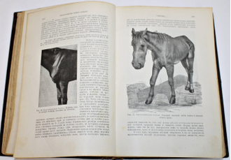 Dr. Hutyra F., Dr. Marek J. Частная патология и терапия домашних животных. Том 1. М.: Печатня А.Снегиревой, 1910.