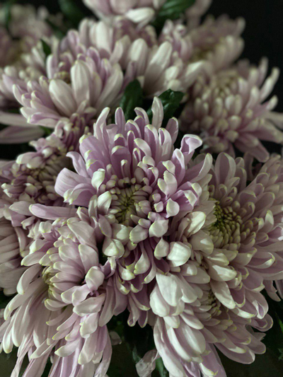 Хризантема одноголовая 15 шт