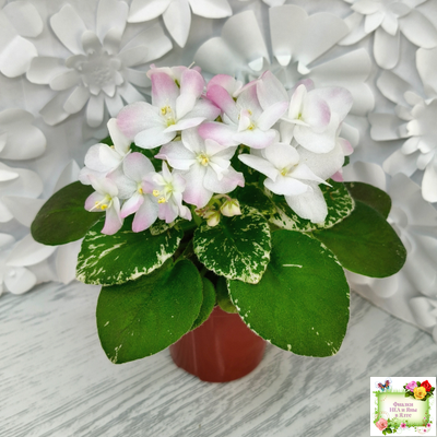 ЕЛ-Мама Леночка (Л. Еременко)