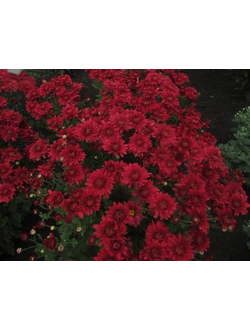 Хризантема корейская Червона калина