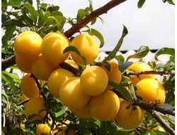 Слива, Алыча, черенки