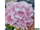 Paeonia Westhill