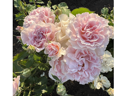 Ла Мария (La Mariee)