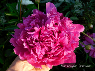 Пион Glory Hallelujah (Глория Аллилуя)