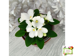 ЛЕ-Принцесса Лея (Е.Лебецкая) 2016 г. (детка)