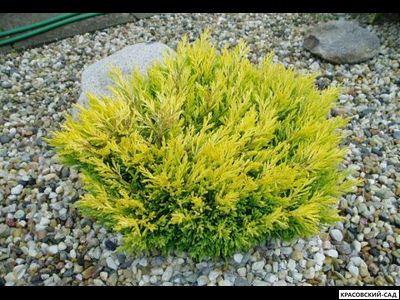 Можжевельник горизонтальный Лайм Глоу