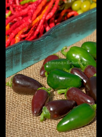 Перец острый Jalapeno Azabeche, 10 шт.