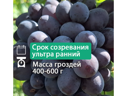 Каталония (однолетний)