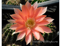 Echinopsis hybrid `Зорька` x Echinopsis hybrid `Карамель` - 5 семян