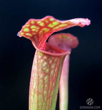 Sarracenia Hybrid 1