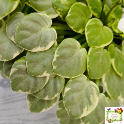 Ва-Банк (Л. Мещерякова) листовая химера (стартер сорт)