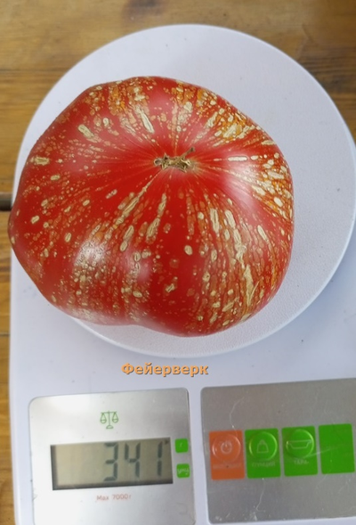 Томат Фейерверк