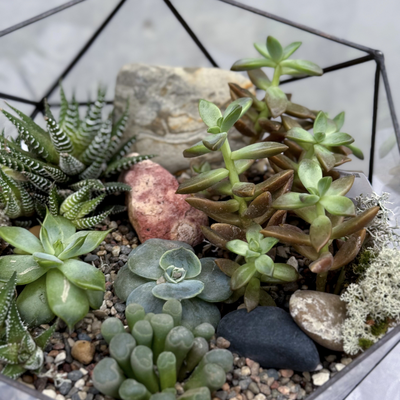 Флорариум Ботаника