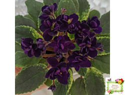 ЛЕ-Мия (Е.Лебецкая) 2018 г. (стартер)